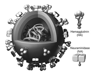 influenza_virus